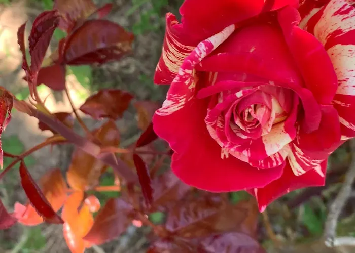 Homestay Bocage Et Coquillage Gouville-sur-Mer